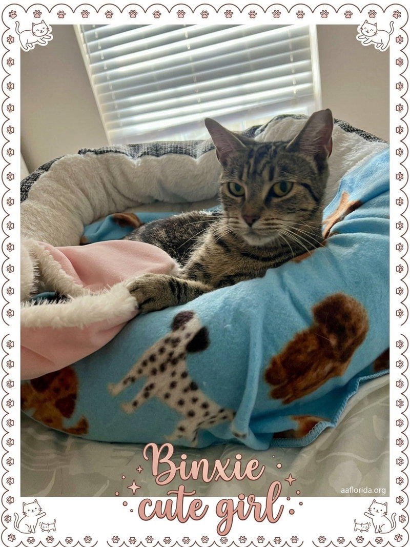 Binxie, photo 2