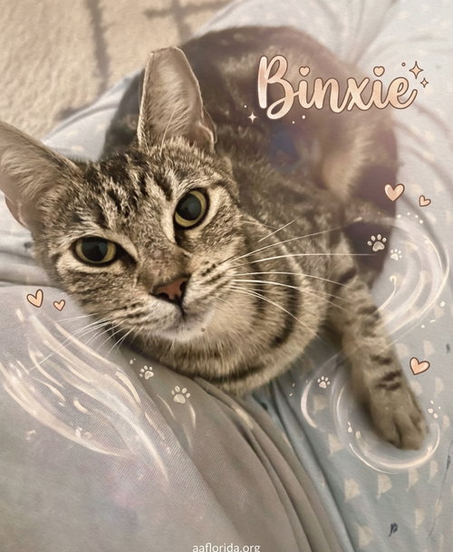 Binxie, a cat for adoption from Animal Allies Florida