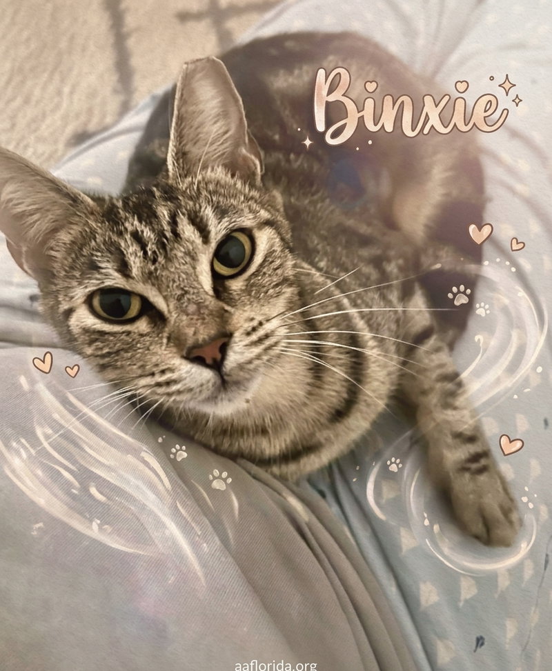Binxie, a female cat up for adoption