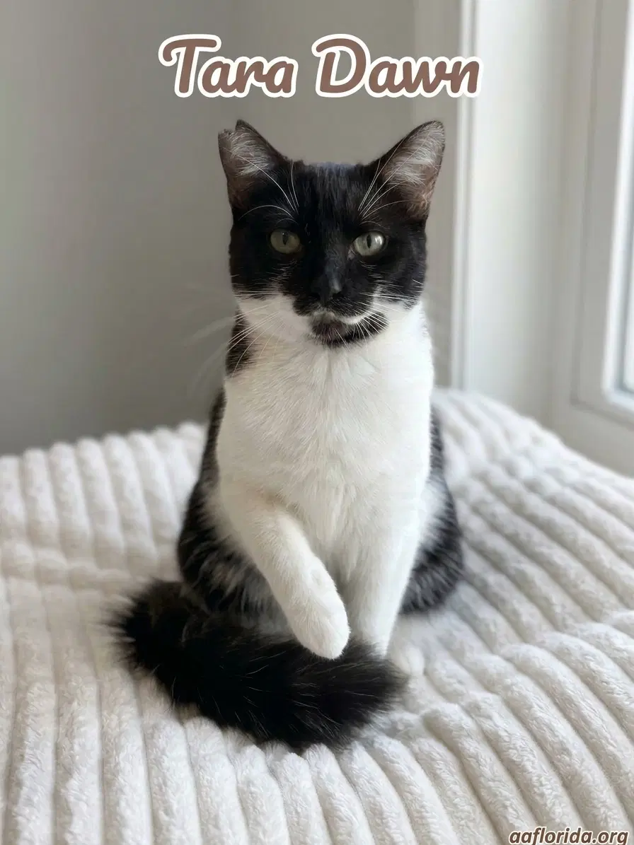 Tara Dawn - Domestic Medium Hair
