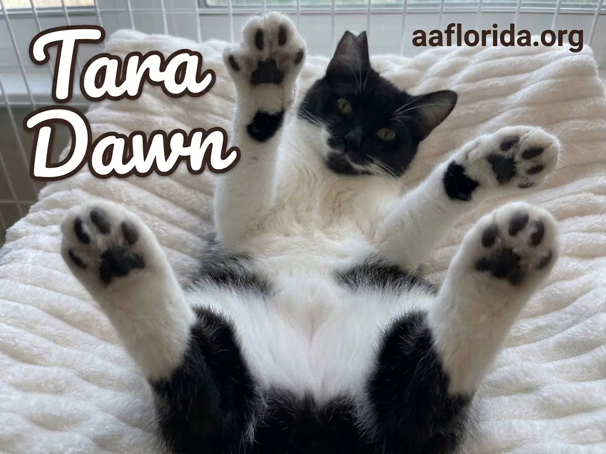 Tara Dawn image 2