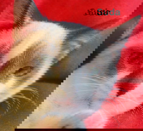 Suda