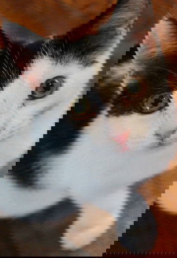 Angel 2012