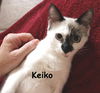 Keiko 2013