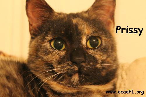 Prissy