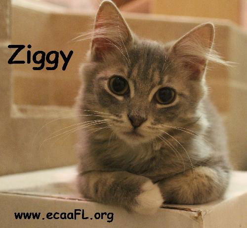 Ziggy 2014