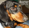 Baxter