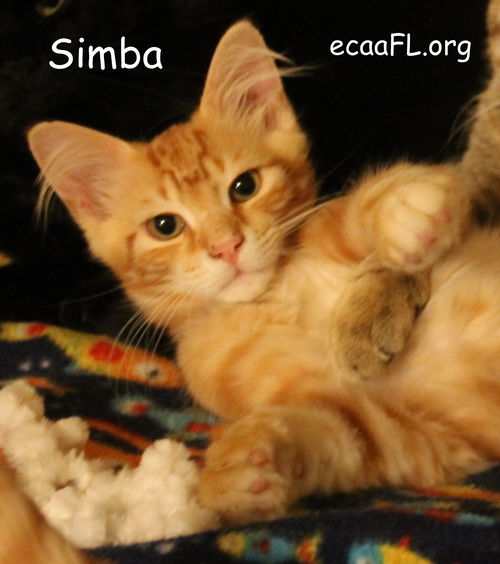 Simba 2014