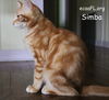 Simba 2014