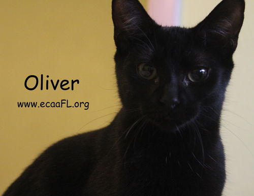 Oliver