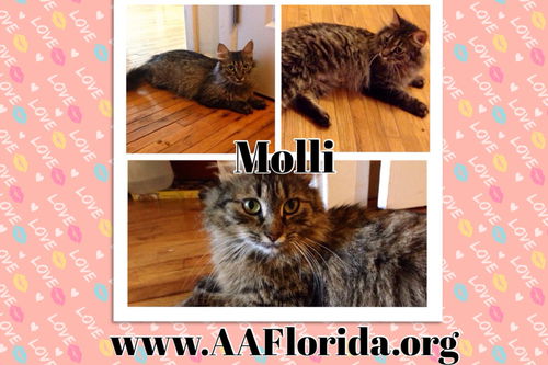 Molli