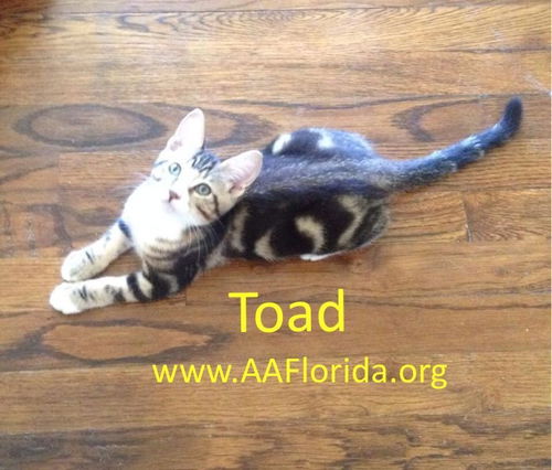 Toad