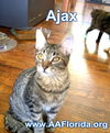 Ajax