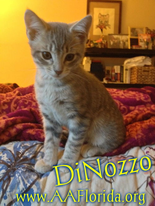 DiNozzo