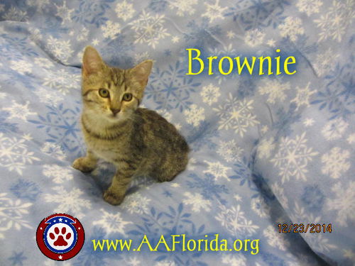 Brownie