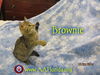 Brownie