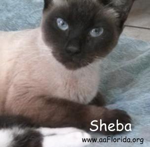 Sheba 2015