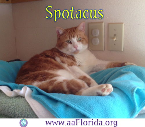 Spotacus