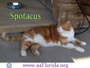 Spotacus