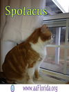 Spotacus