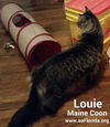 Louie