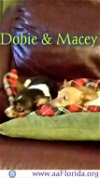 Macey and Dobie