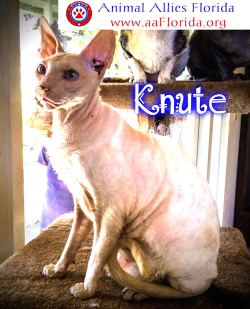 Knute