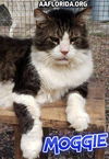 Moggie