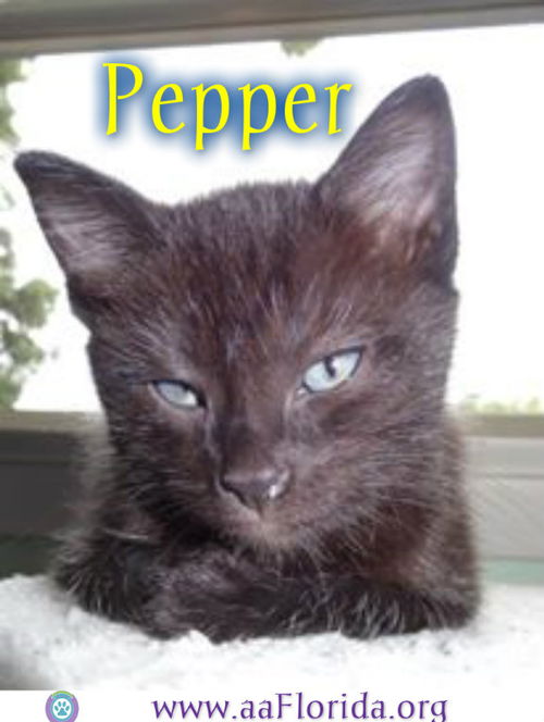 Pepper