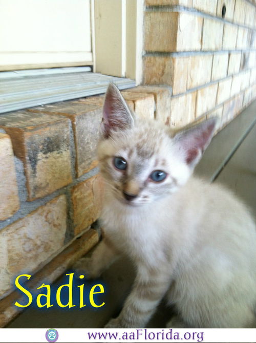 Sadie