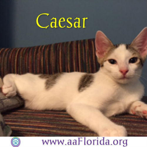 Caesar