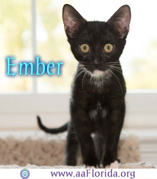 Ember