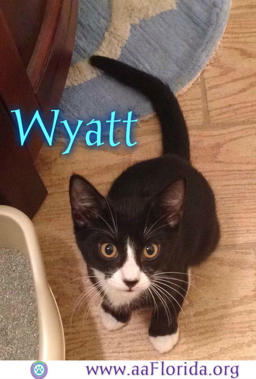 Wyatt