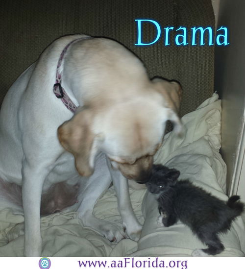 Drama