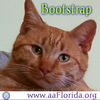 Bootstrap