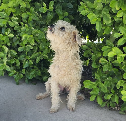 picture of the dog needing adoption