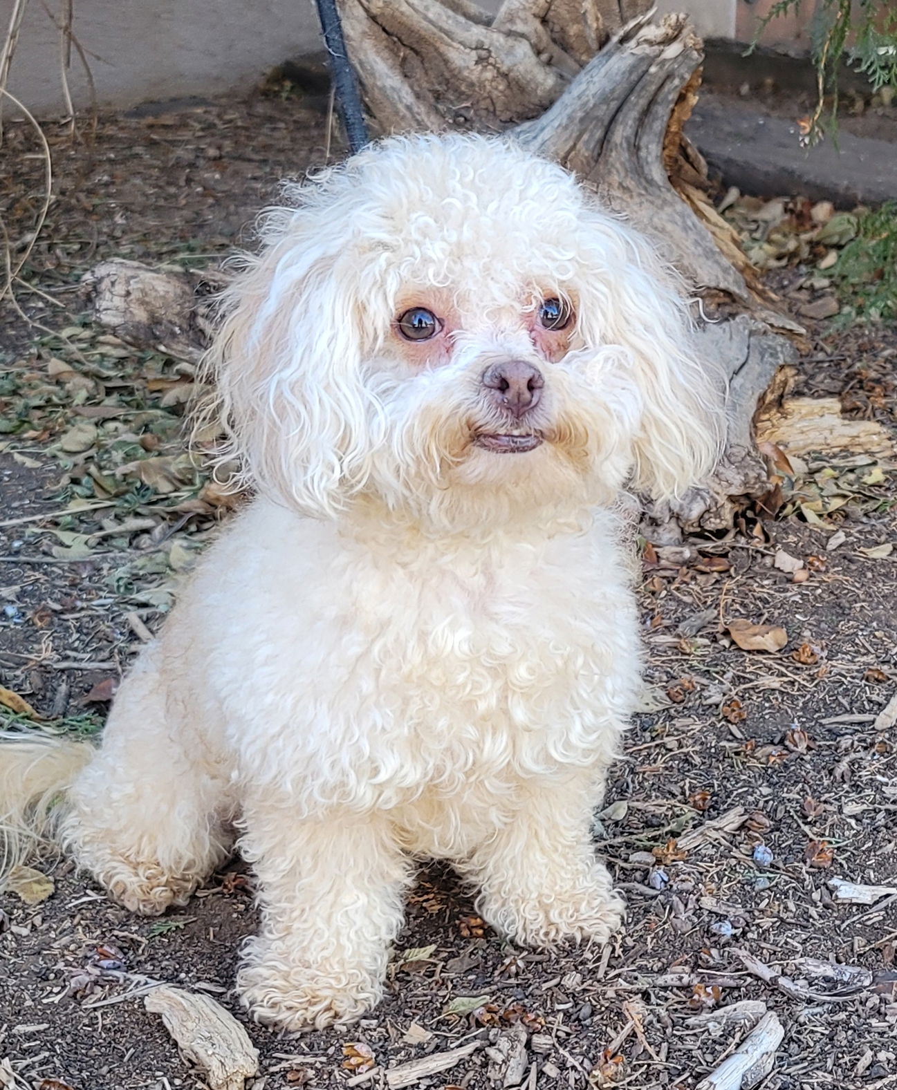 Dog for Adoption - Beautiful LITTLE Brea ~ Apricot Maltipoo = WOW !, a ...