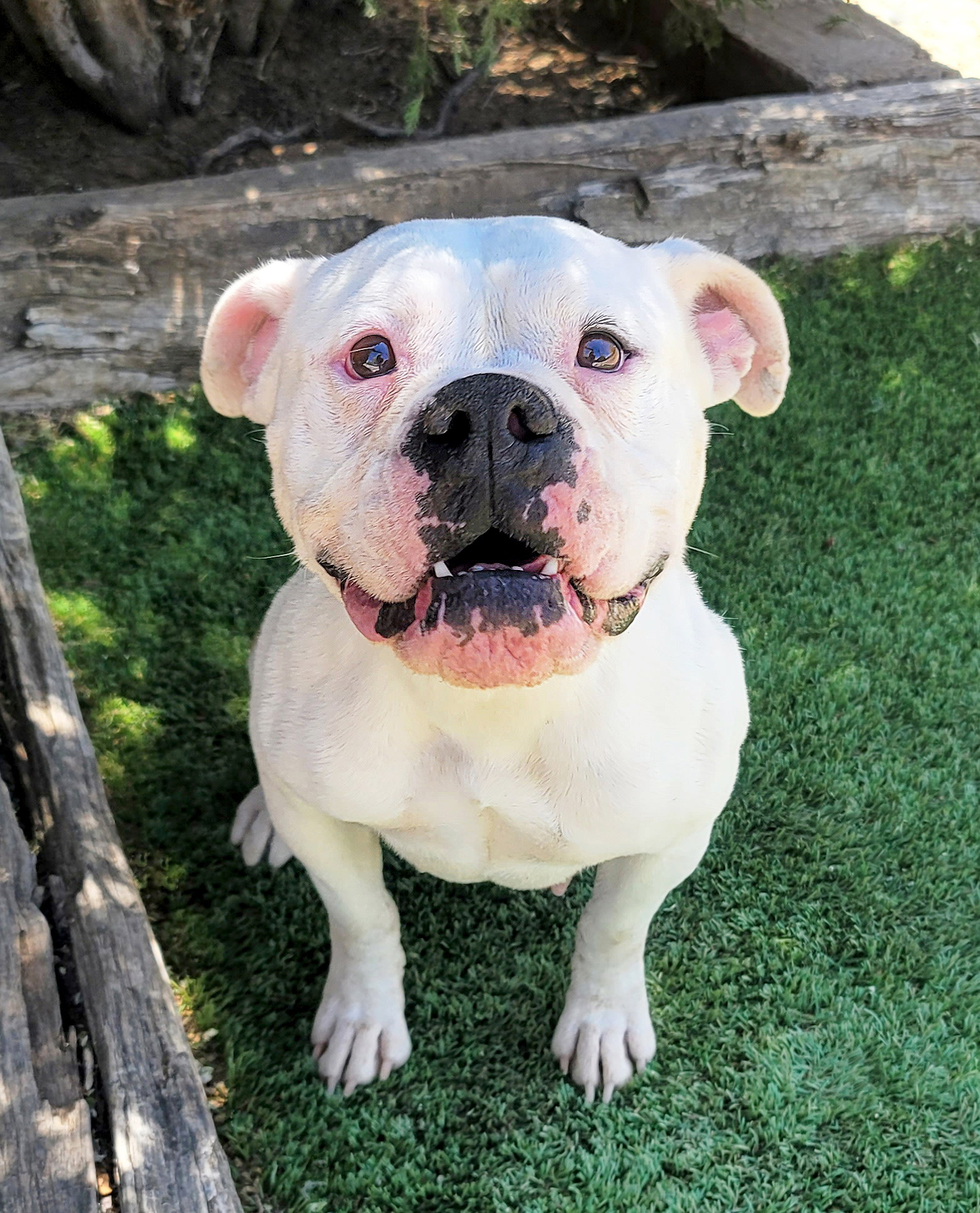 Dog for Adoption Alluring Ms Alanna SWEET Petite !, a English Bulldog in Jarales, NM Alpha Paw