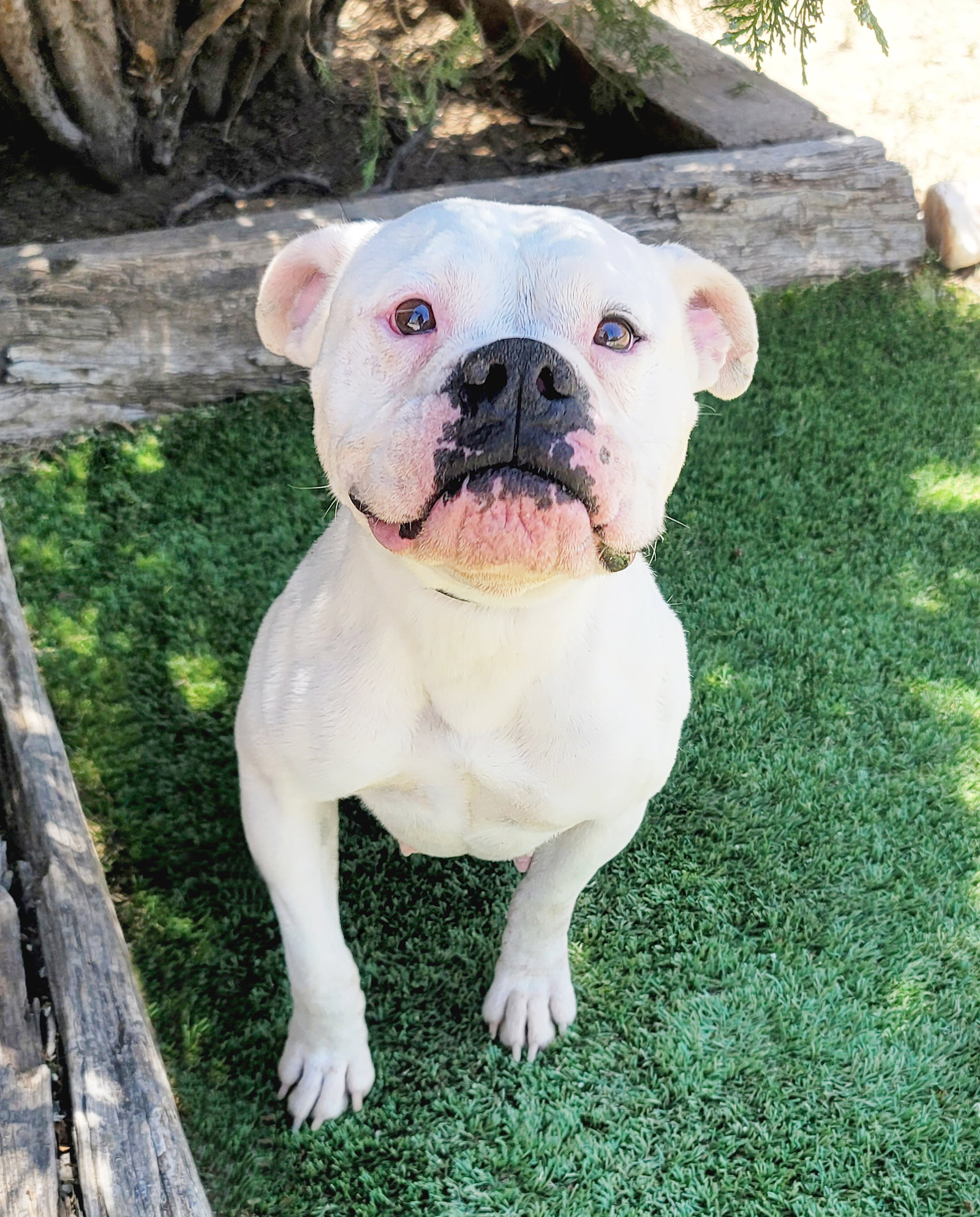 Dog for Adoption Alluring Ms Alanna SWEET Petite !, a English Bulldog in Jarales, NM Alpha Paw