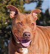 adoptable Dog in , NM named Radiant Ms Rosalie Roo ~ Stellar Personality !