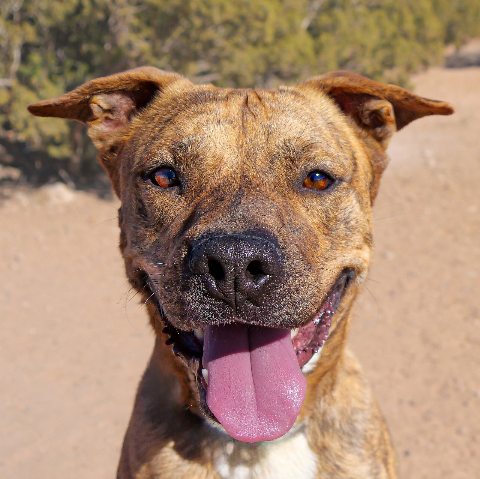 adoptable Dog in Albuquerque, NM named Serene Mr Santos ~ Go Anywhere Adventure Boy !