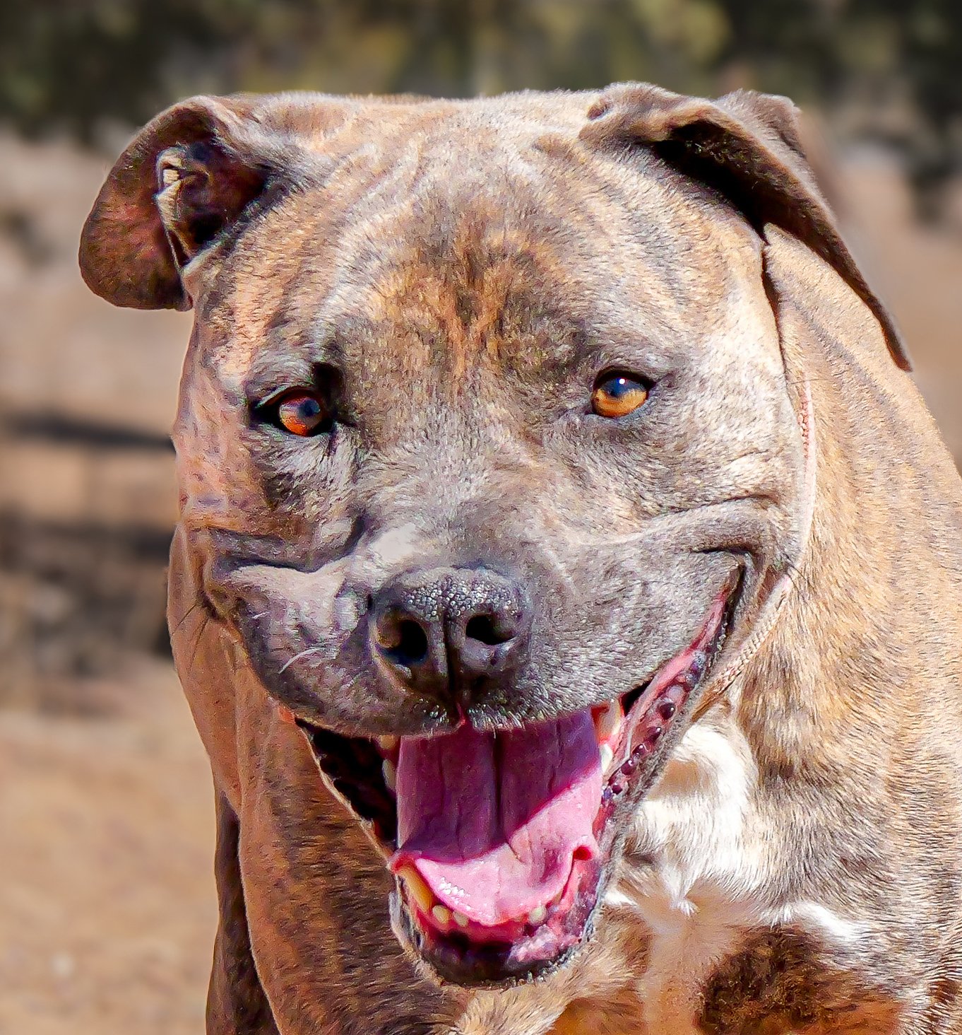 adoptable Dog in Albuquerque, NM named Regal Ms Reyna ~ Delightfully Sweet !!!