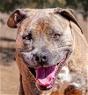adoptable Dog in albuquerque, NM named Regal Ms Reyna ~ Delightfully Sweet !!!
