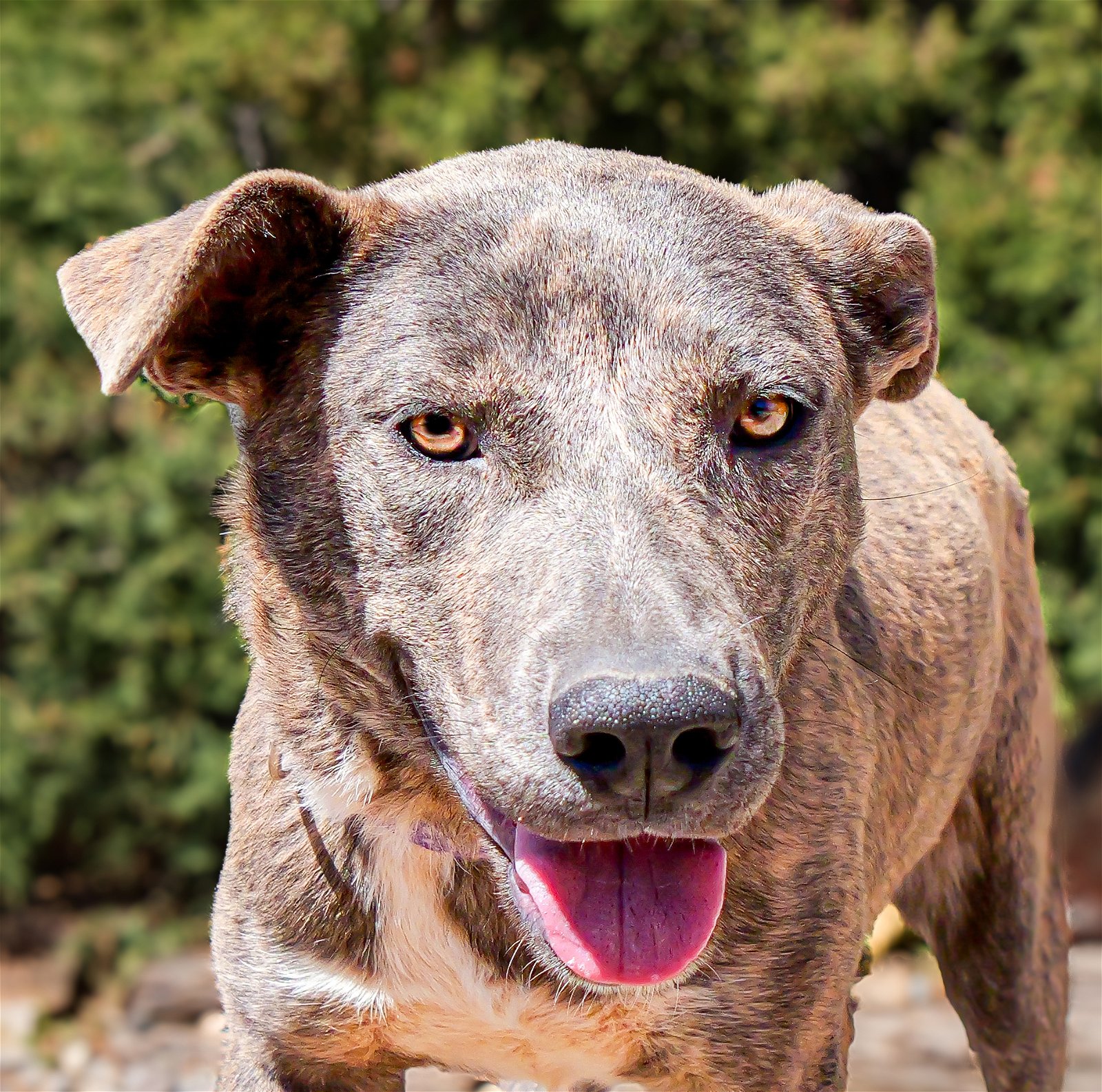adoptable Dog in Albuquerque, NM named Tantalizing Ms Tessa ~ Stellar Personality !