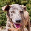 adoptable Dog in , NM named Tantalizing Ms Tessa ~ Stellar Personality !