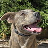 adoptable Dog in Albuquerque, NM named Tantalizing Ms Tessa ~ Stellar Personality !