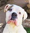 adoptable Dog in albuquerque, NM named Enchanting Ms Elia ~ Olde English = Exceptional !