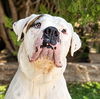 adoptable Dog in Albuquerque, NM named Enchanting Ms Elia ~ Olde English = Exceptional !