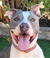 adoptable Dog in albuquerque, NM named Zesty Mr Zuko ~ American Bully