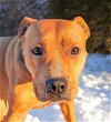 adoptable Dog in albuquerque, NM named Clever Mr Carmine = ROCK STAR !